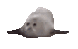 :seels: